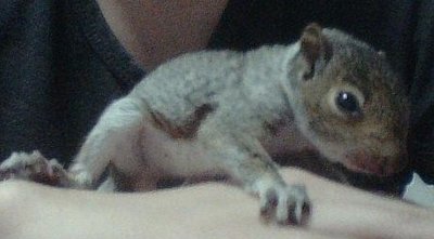 Baby Squirrel.jpg